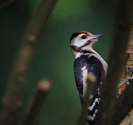 Forest Birds Sound Effects - Royalty Free Sound Effects