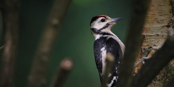 Forest Birds Sound Effects - Royalty Free Sound Effects
